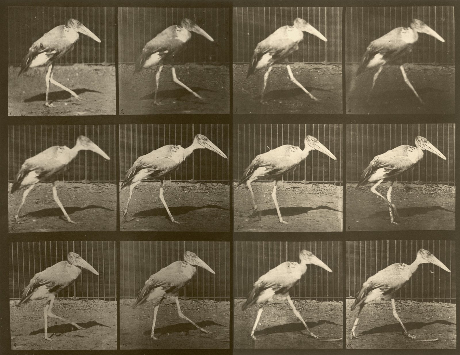 bird-locomotion-photos