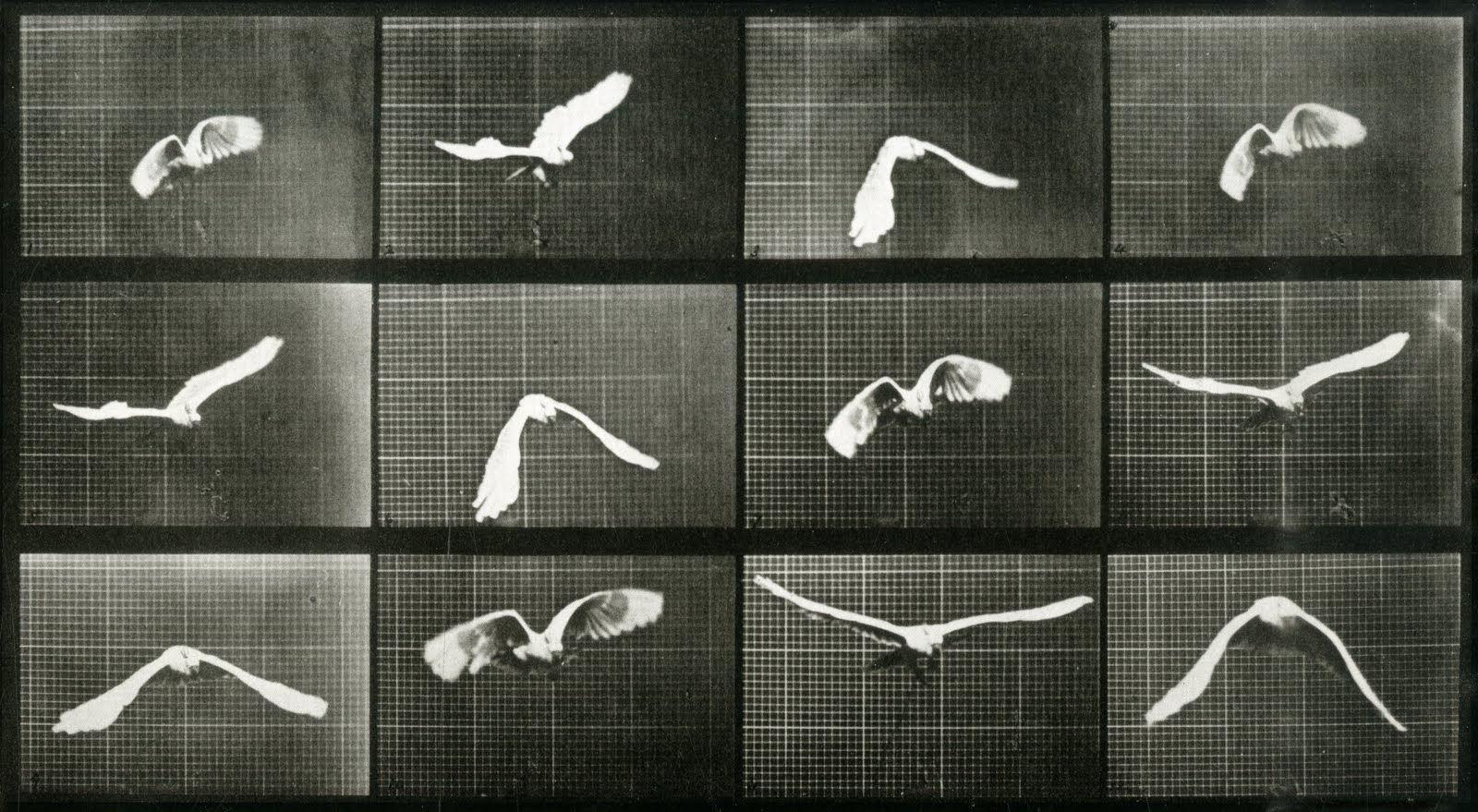 sequence-of-bird-in-flight-1883-86